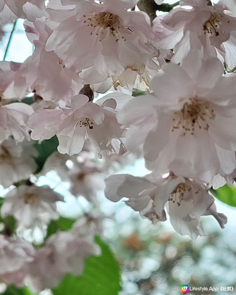 雨中漫遊平等院