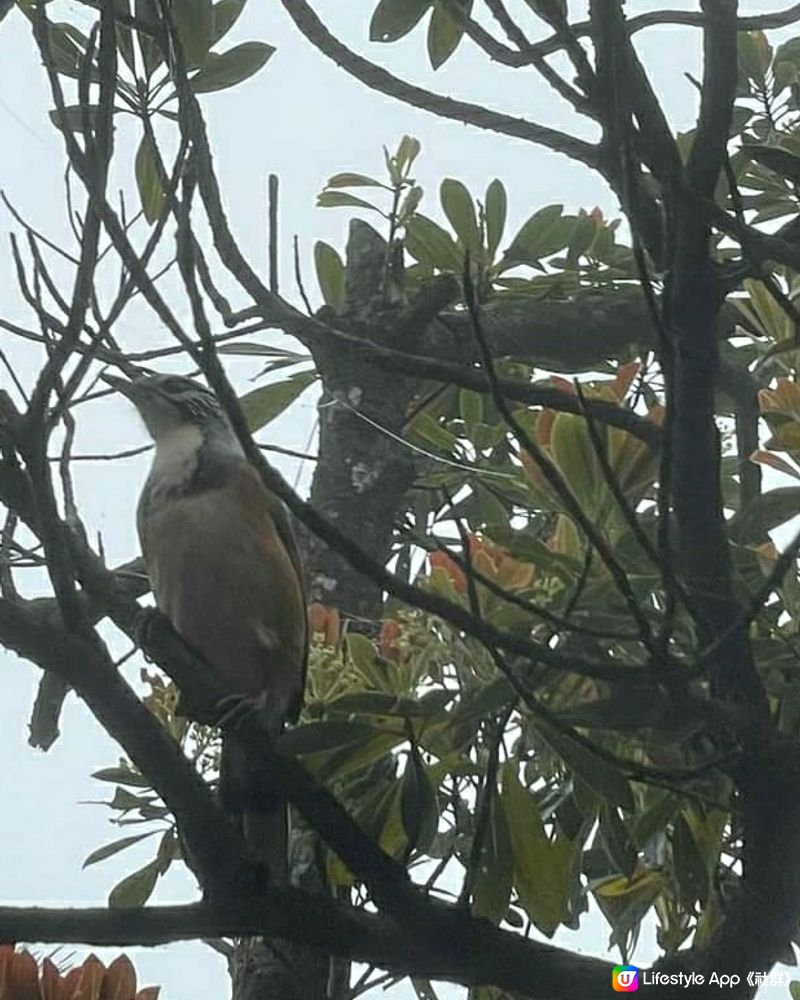 黃泥涌水塘 鳥鳴處處