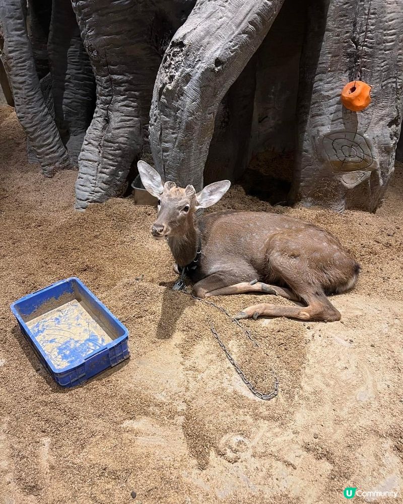 室內動物園| WOWOZOO窩窩萌寵樂園