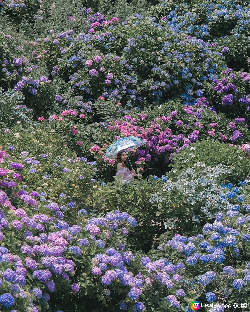 東京最美繡球花