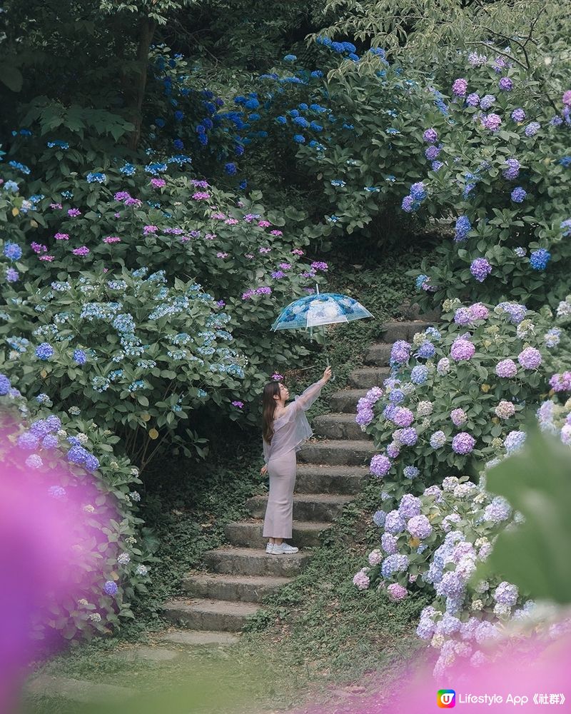 東京最美繡球花