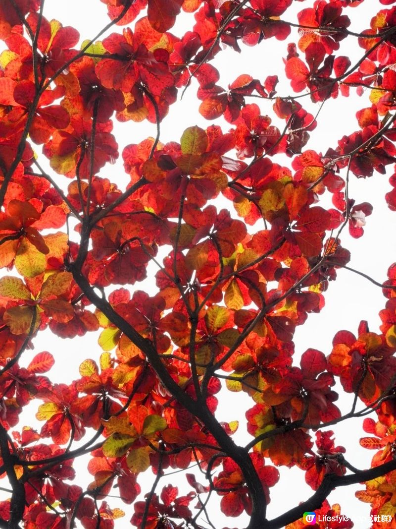 屋村漫步．祕境欖仁樹🍂