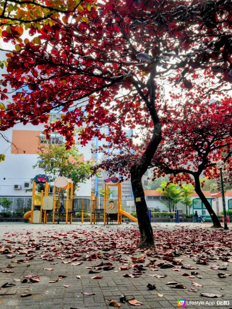 屋村漫步．祕境欖仁樹🍂