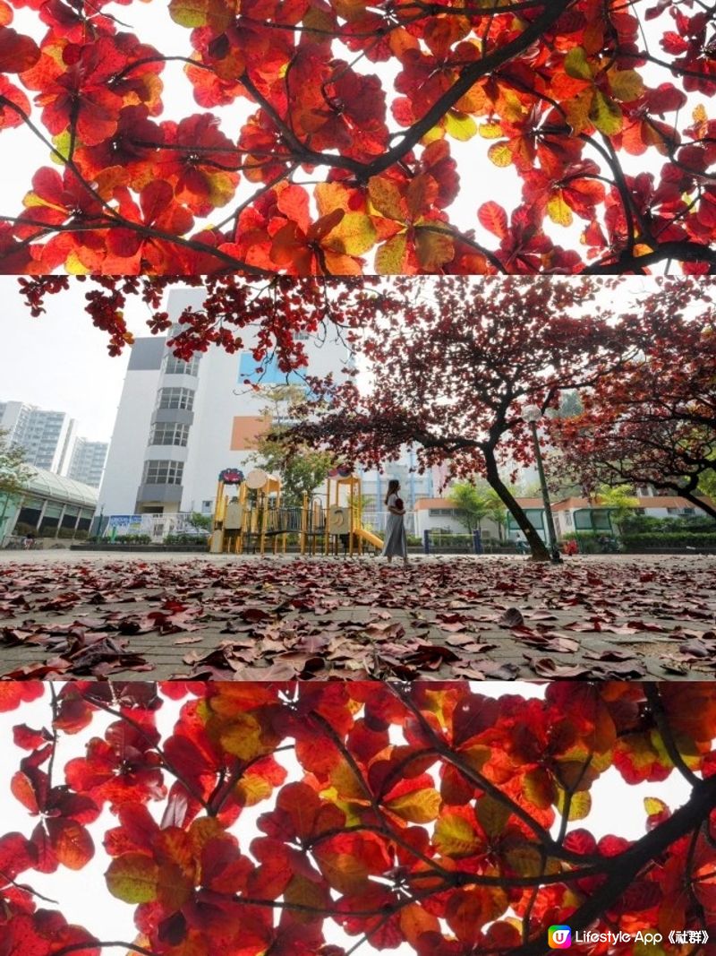 屋村漫步．祕境欖仁樹🍂