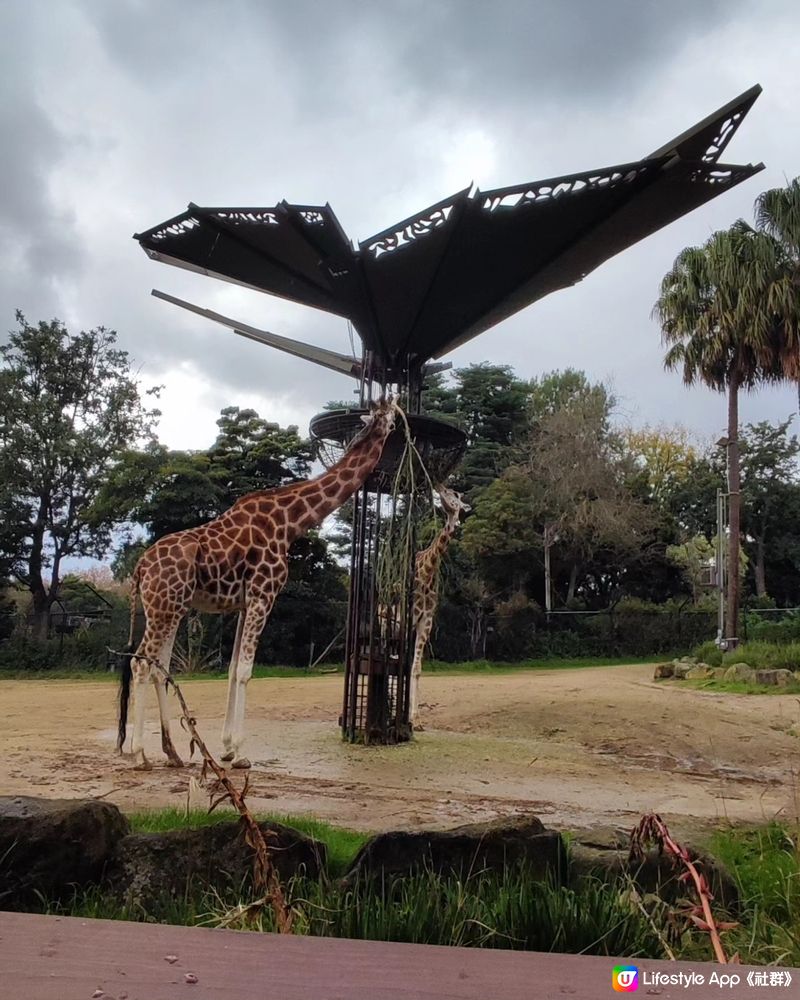 墨爾本動物園 Melbourne Zoo 