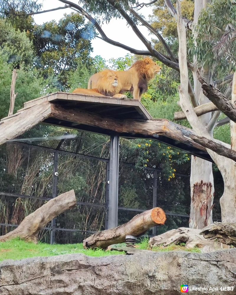 墨爾本動物園 Melbourne Zoo 