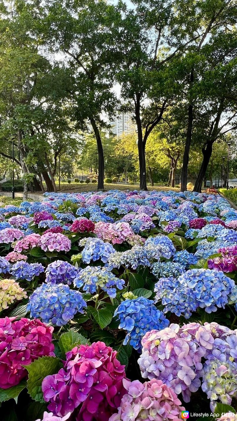 同朋友去睇最美花海