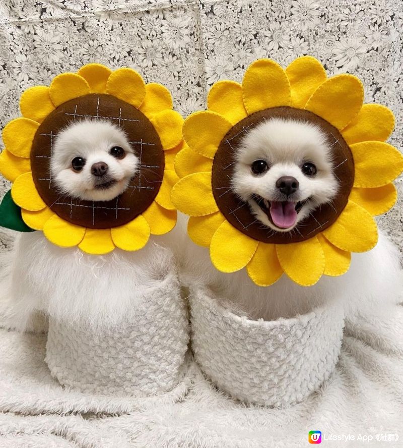 太陽花🌻