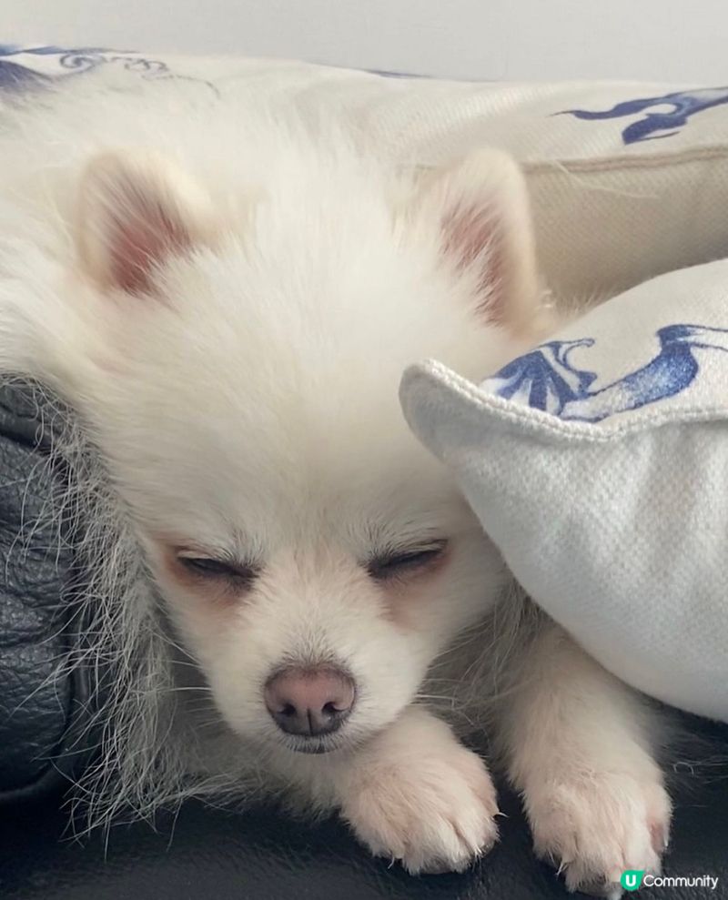 瞌眼瞓