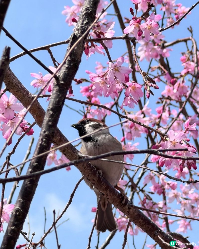 京都櫻花盛放，尋找心靈寧靜和滿足🌸