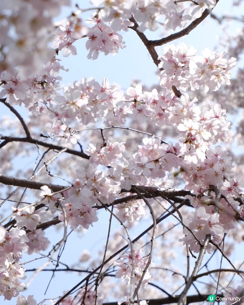 京都櫻花盛放，尋找心靈寧靜和滿足🌸