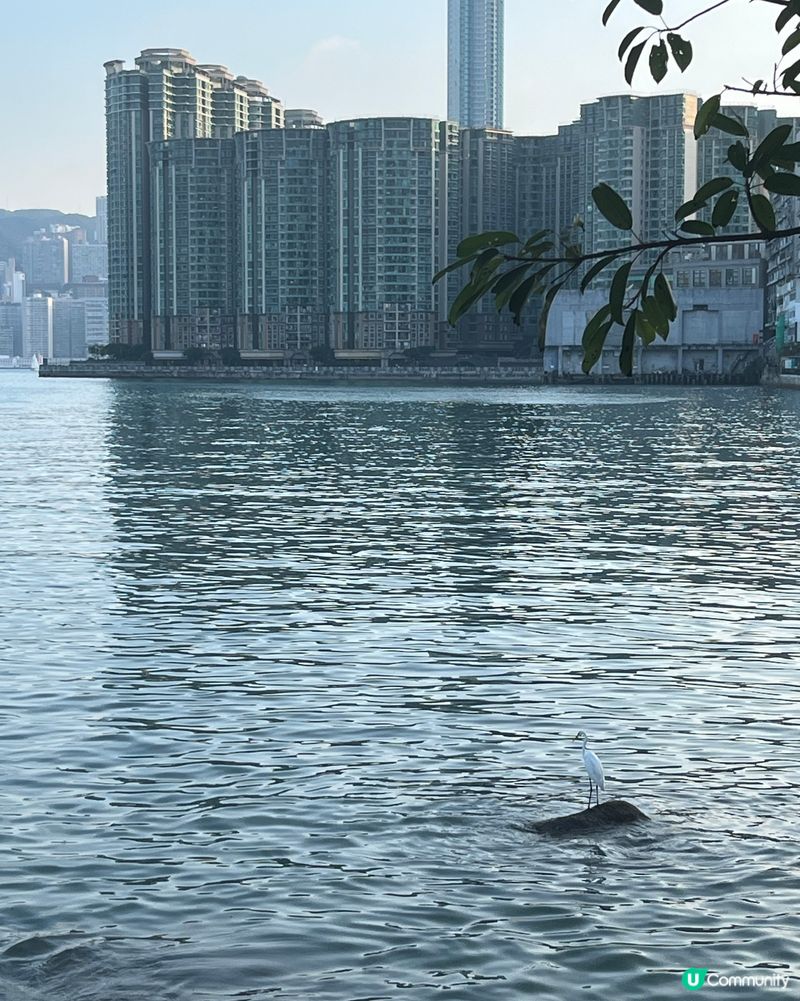 海心公園🌸🌴放鬆身心、欣賞日落之選🌊⭐️