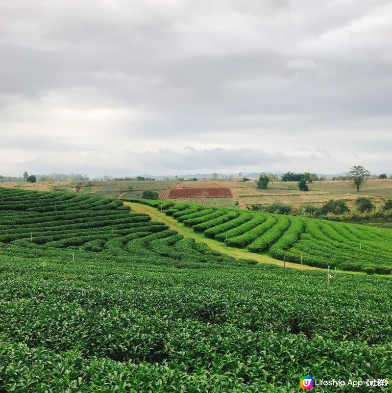 清萊翠峰茶園打卡📸  世外桃園咁靚😍仲有超美味的茶制蛋糕飲品