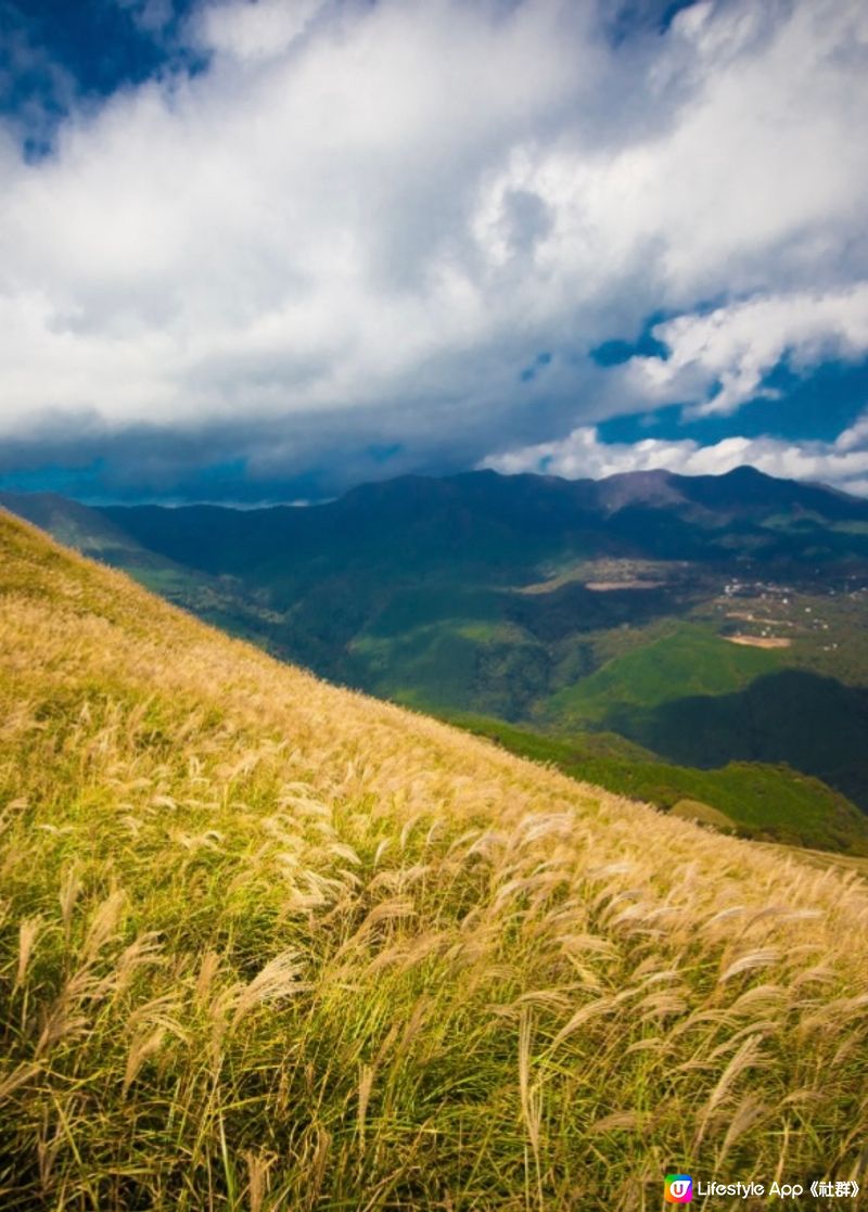 《洗滌心靈之旅》欣賞秋天漫山芒草🌾