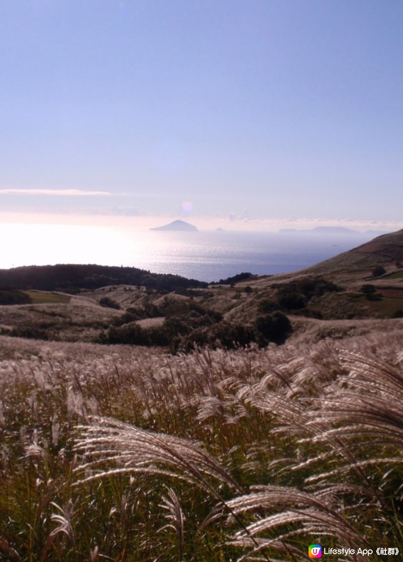 《洗滌心靈之旅》欣賞秋天漫山芒草🌾