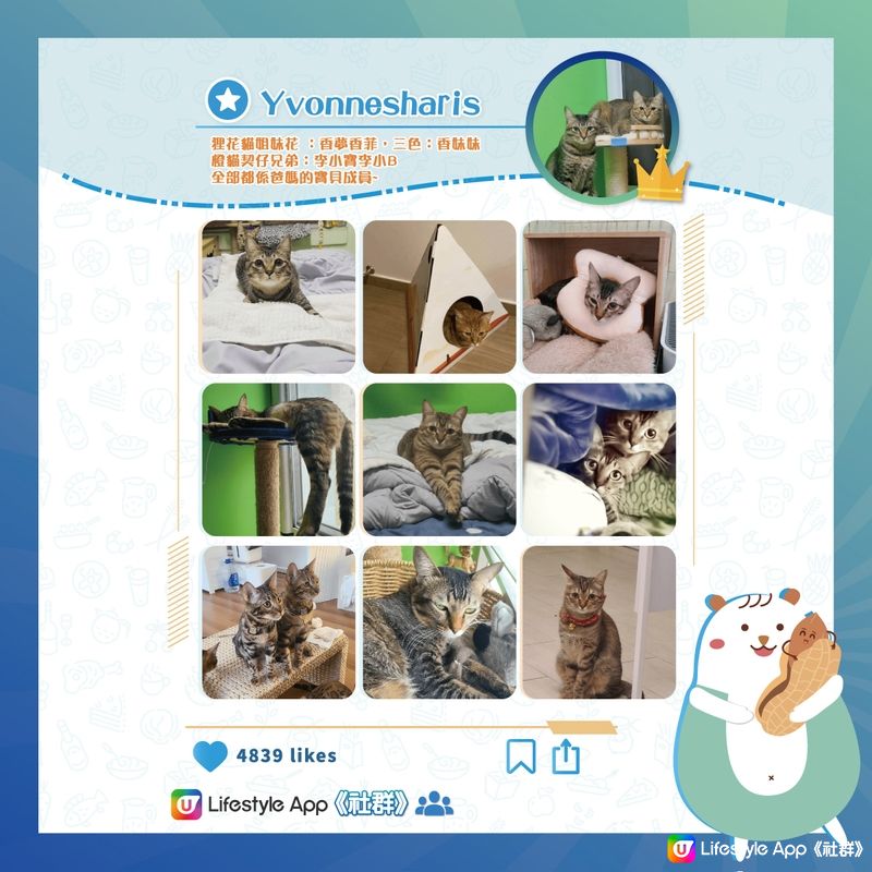 【貓奴必睇】超治癒貓貓合集🐱！＞立即關注＜ 
