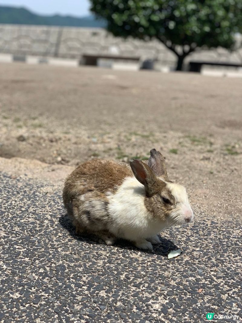 🐰兔島