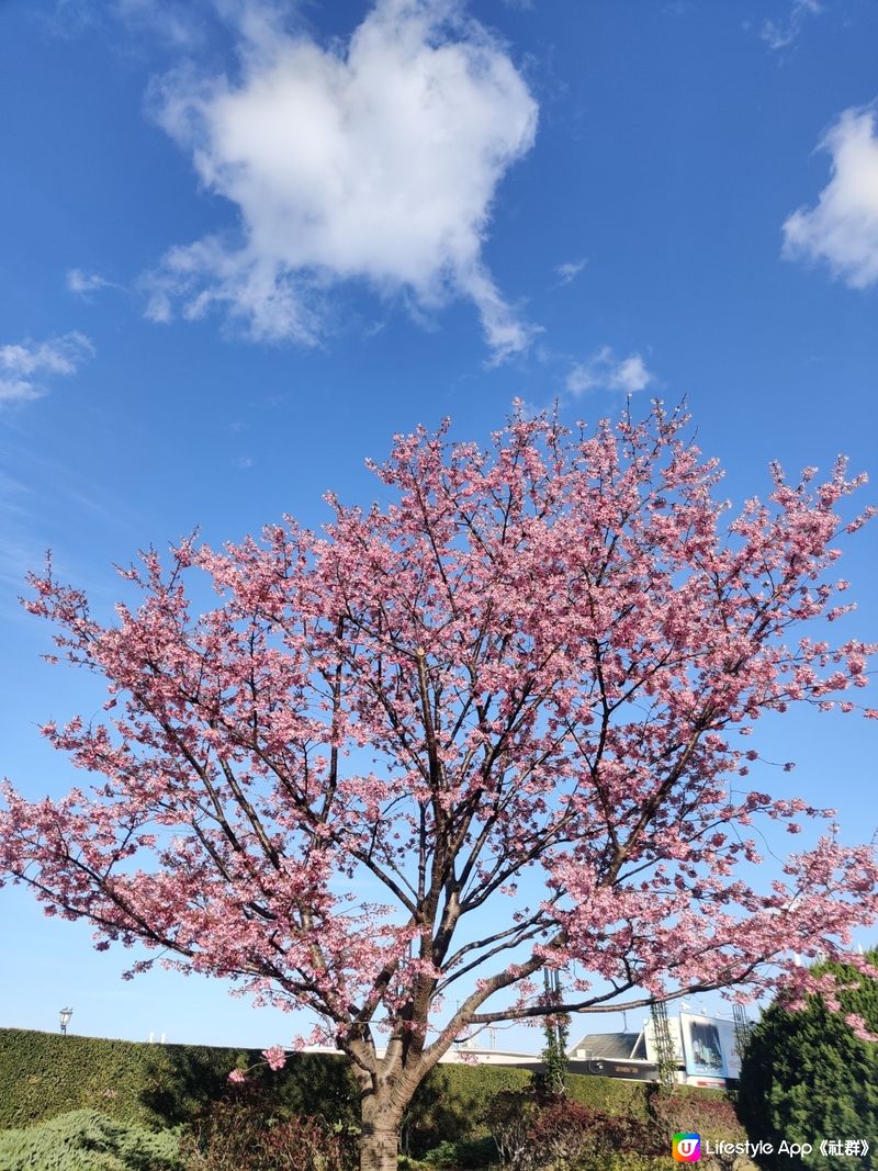 櫻花樹下