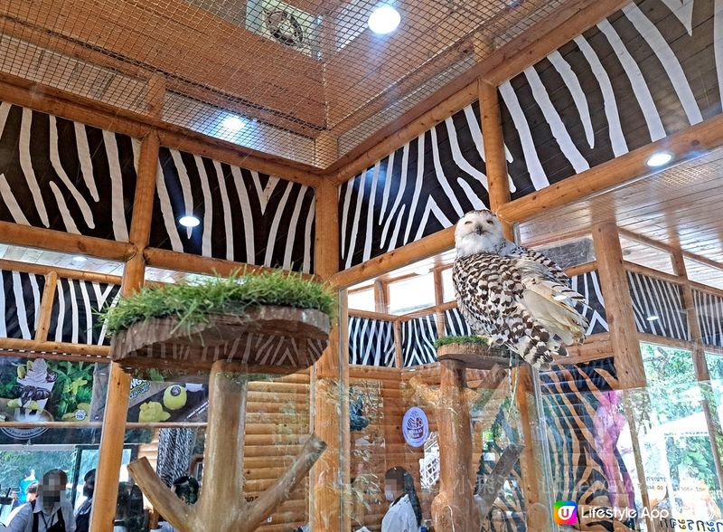 【曼谷Safari World餐廳推薦：Animal Cafe】