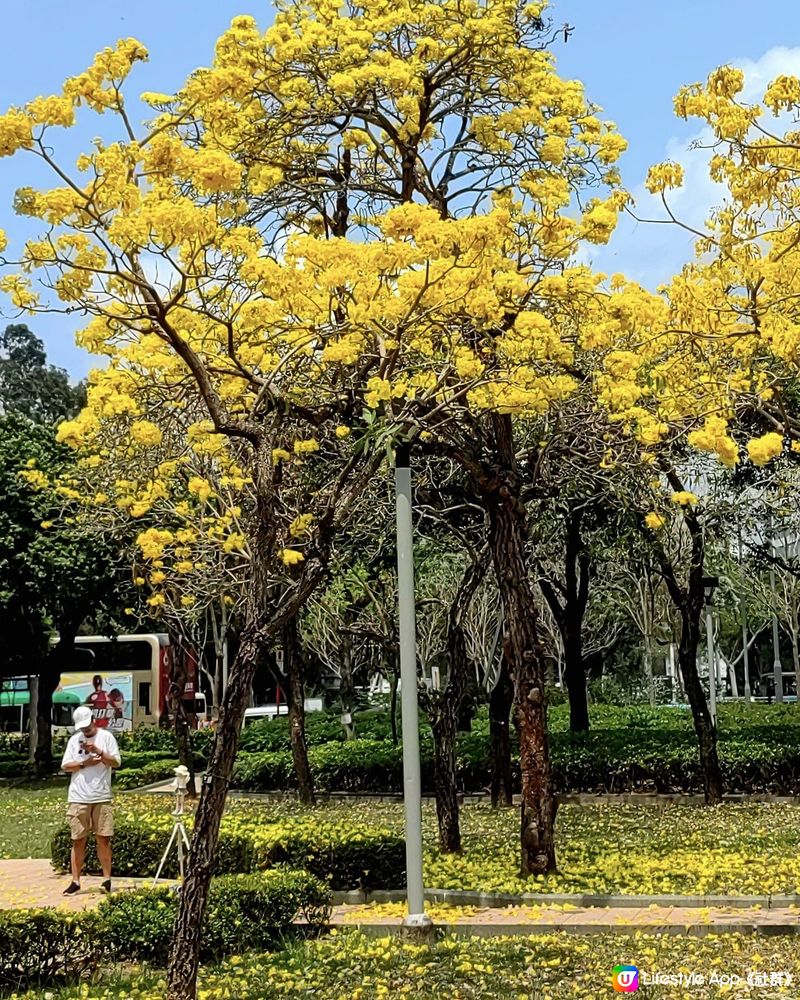 情花開 開燦爛