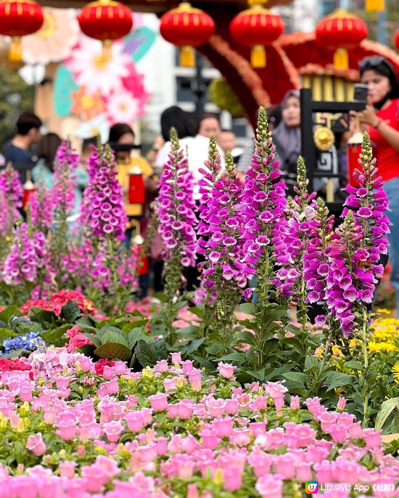 打卡消遣好去處😎「香港花卉展覽2024」🌸