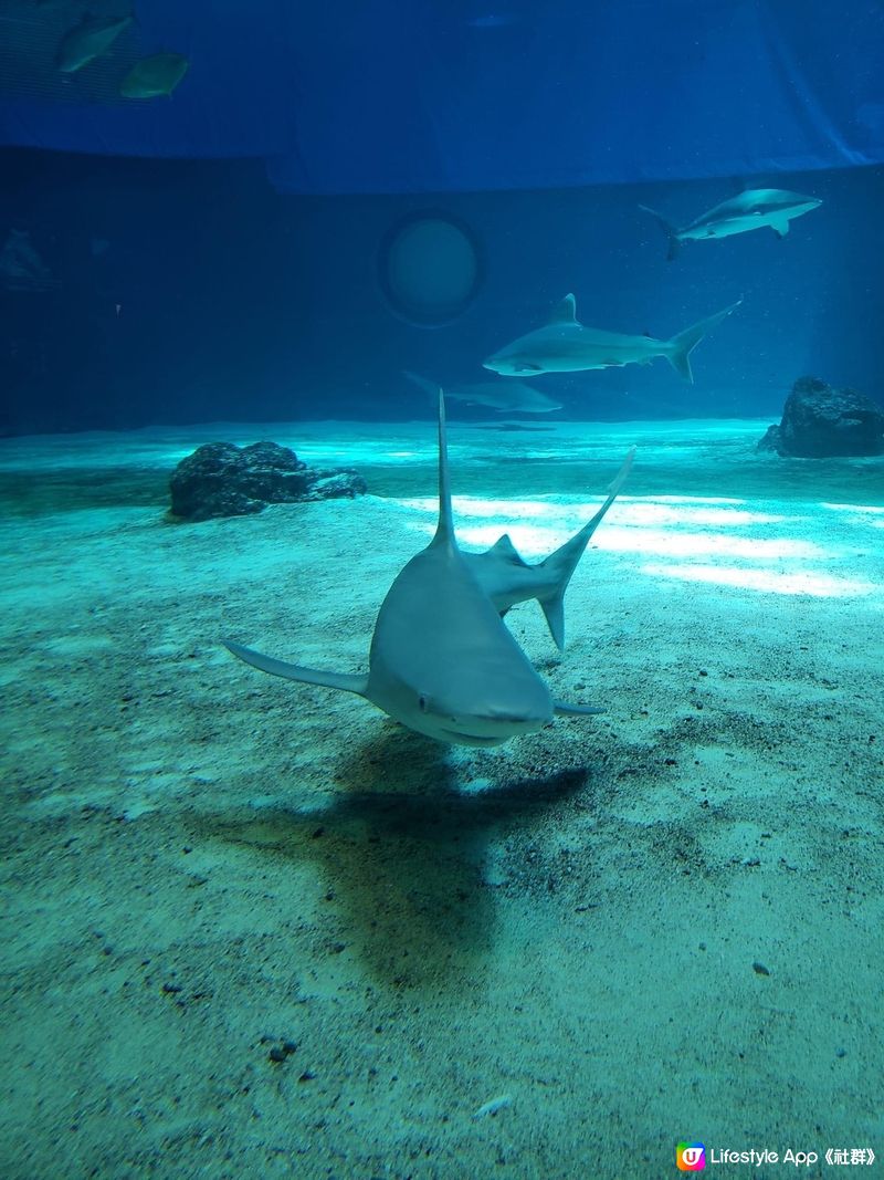 好正好多野睇的美國麗海水族館