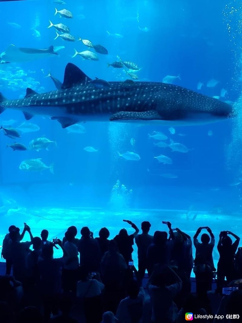 好正好多野睇的美國麗海水族館