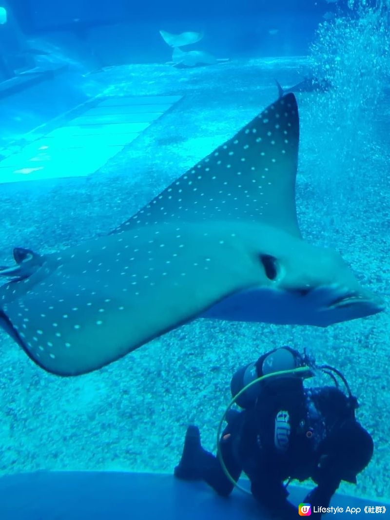 好正好多野睇的美國麗海水族館