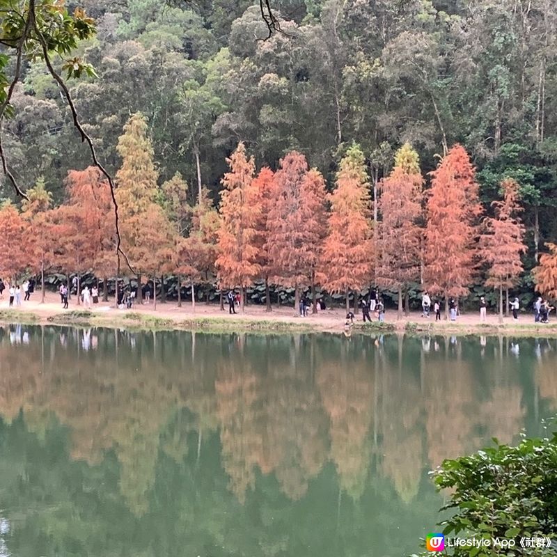 簡易賞紅葉🍁路線第二回，今次去到有「天空之鏡」和「港版輕井...