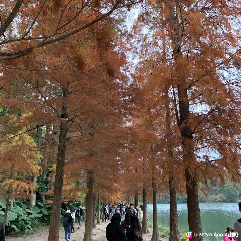 簡易賞紅葉🍁路線第二回，今次去到有「天空之鏡」和「港版輕井...