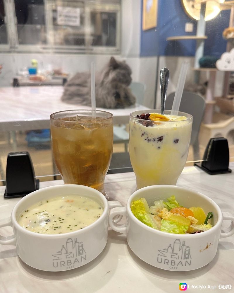 🐱再訪高質貓貓cafe