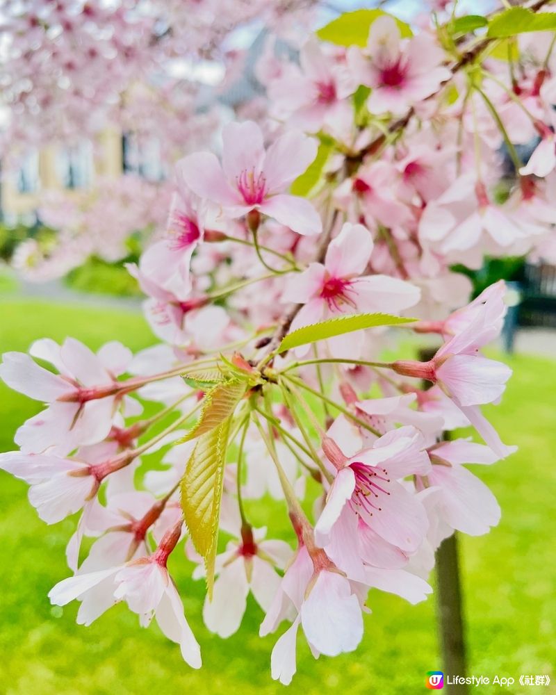 ## 紐西蘭櫻花🌸盛開啦！