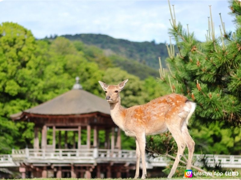 2024日本夏季旅行懶人包！玩盡日本夏日祭典！