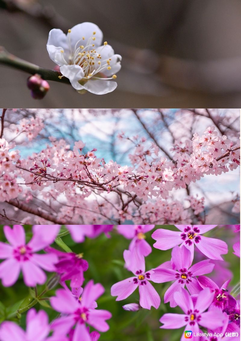 日本全年花期指南🌸鐘意賞花必須收藏‼️😍