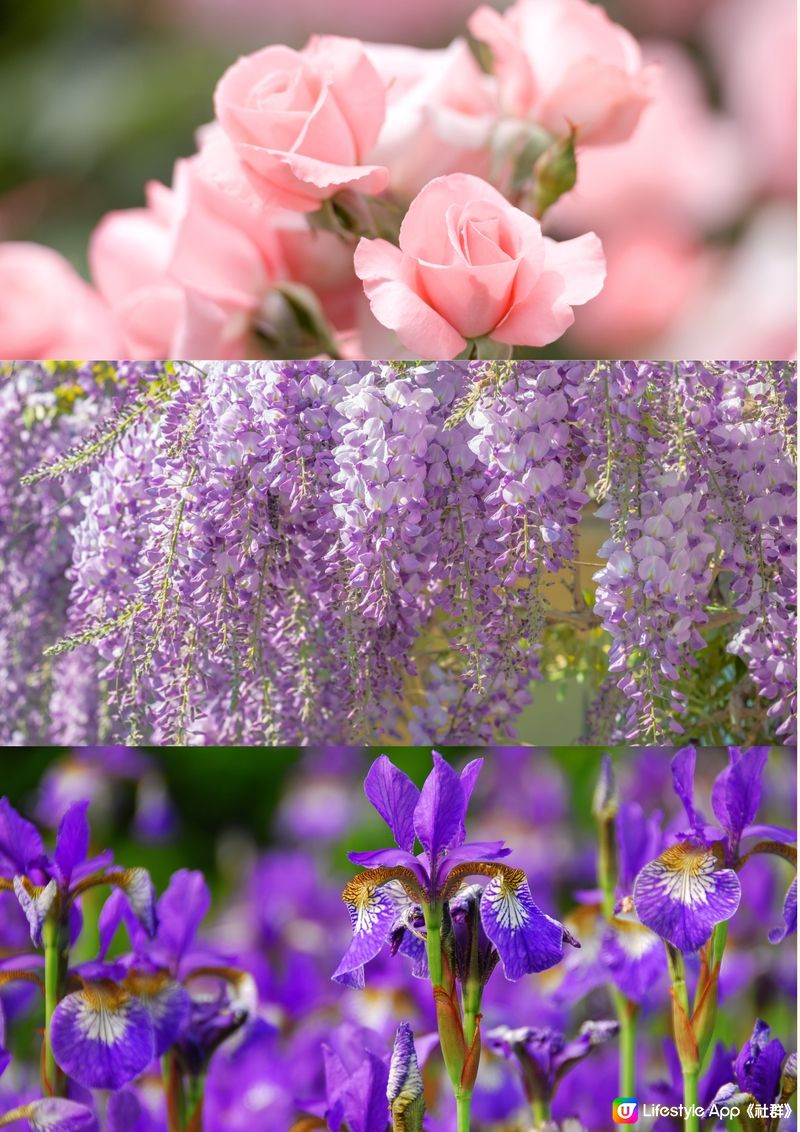 日本全年花期指南🌸鐘意賞花必須收藏‼️😍