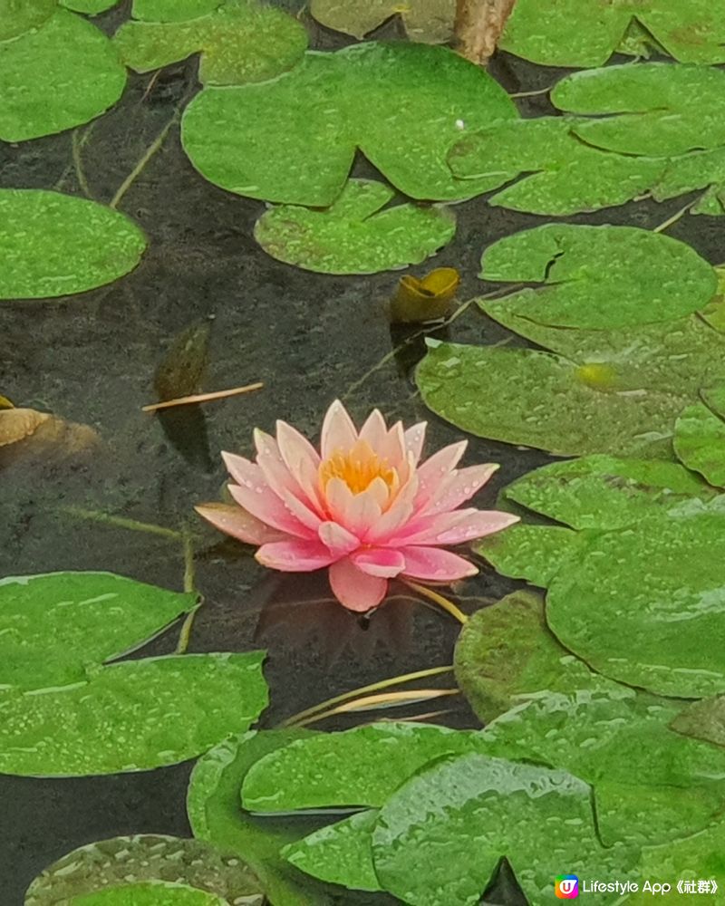 大埔「慈山寺」香港好去處！洗滌心靈之旅 