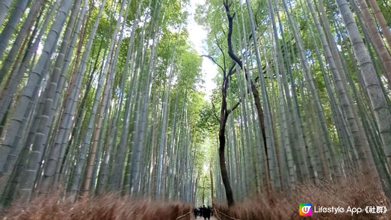 【京都嵐山1日遊行程遊記】