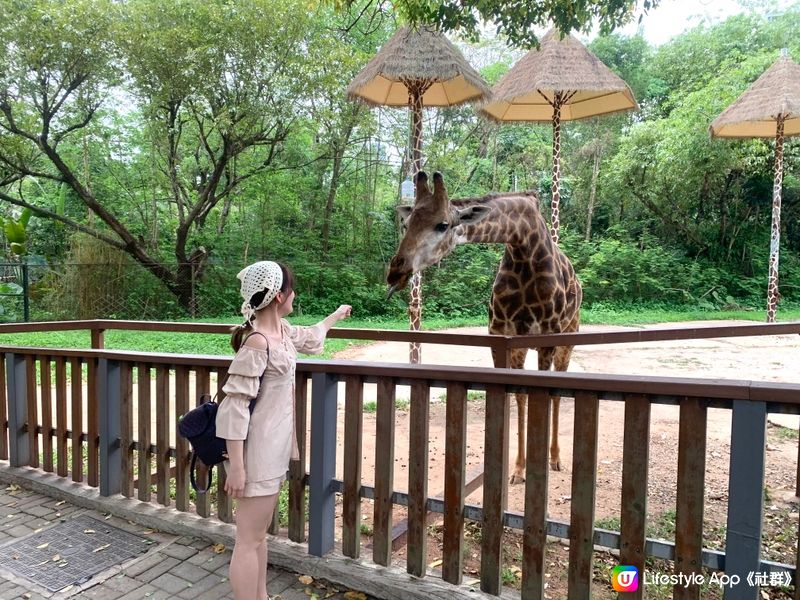 假期嚟【深圳動物園】親親動物😍