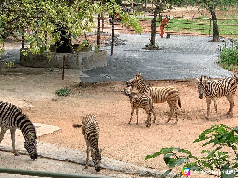 假期嚟【深圳動物園】親親動物😍