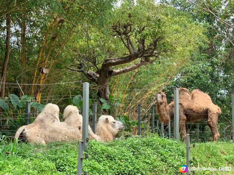 假期嚟【深圳動物園】親親動物😍