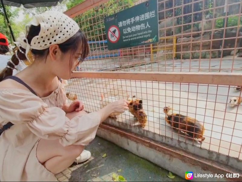 假期嚟【深圳動物園】親親動物😍