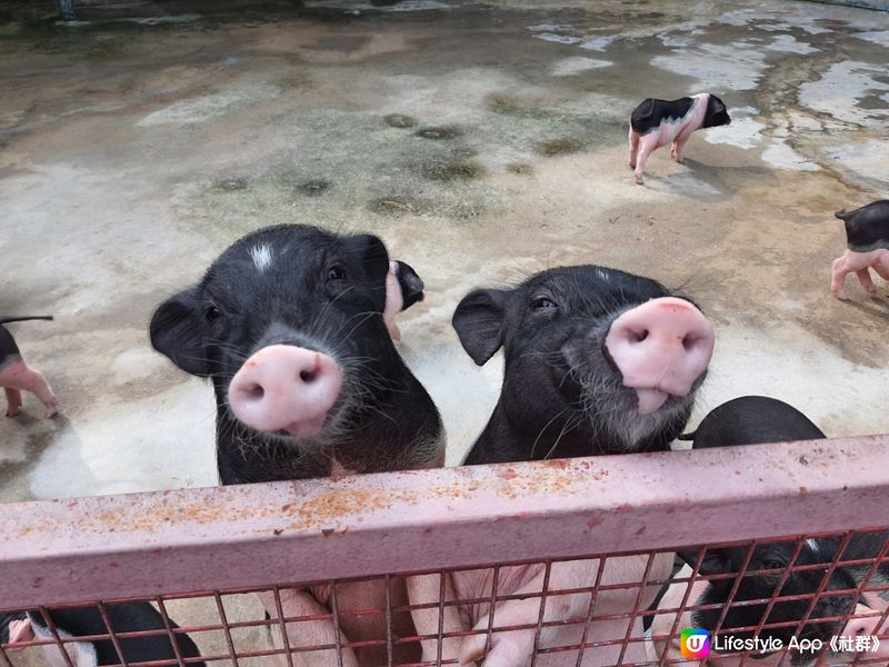 假期嚟【深圳動物園】親親動物😍