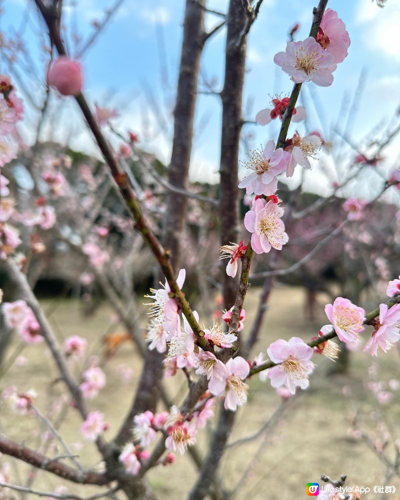 很特別的梅花林