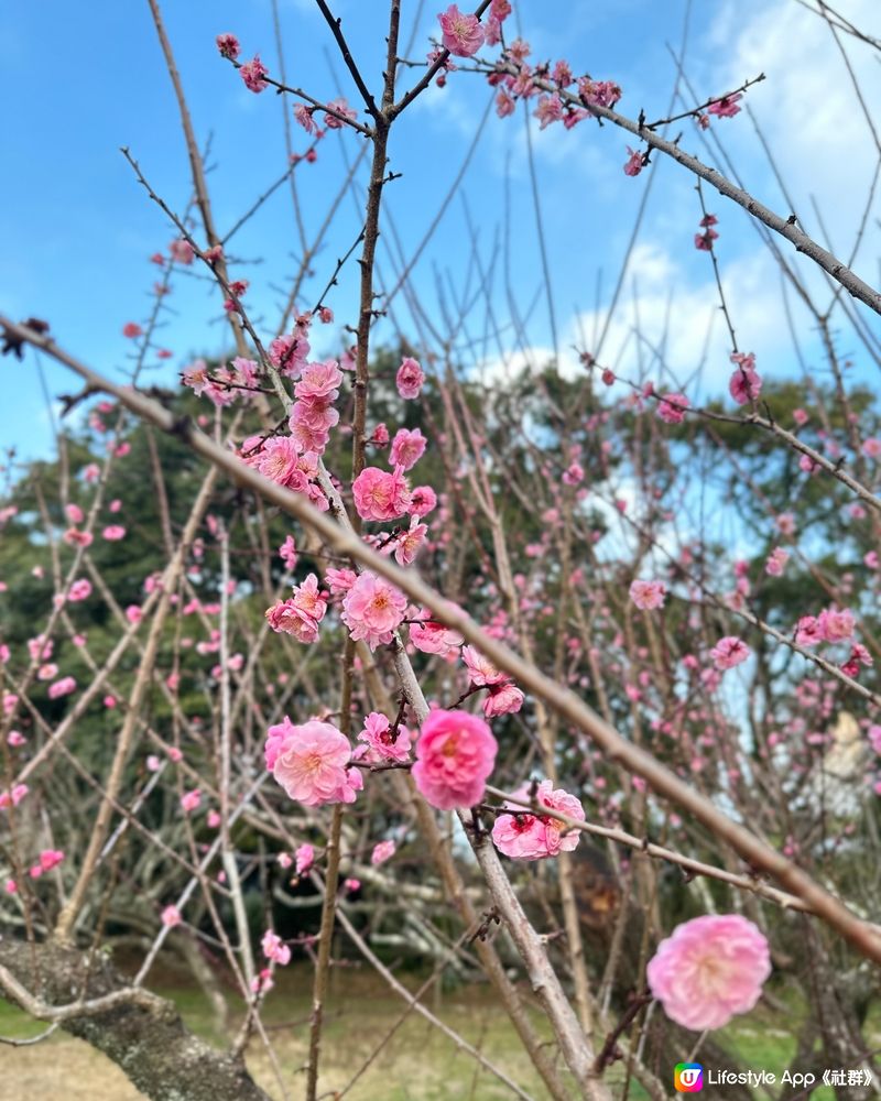 很特別的梅花林