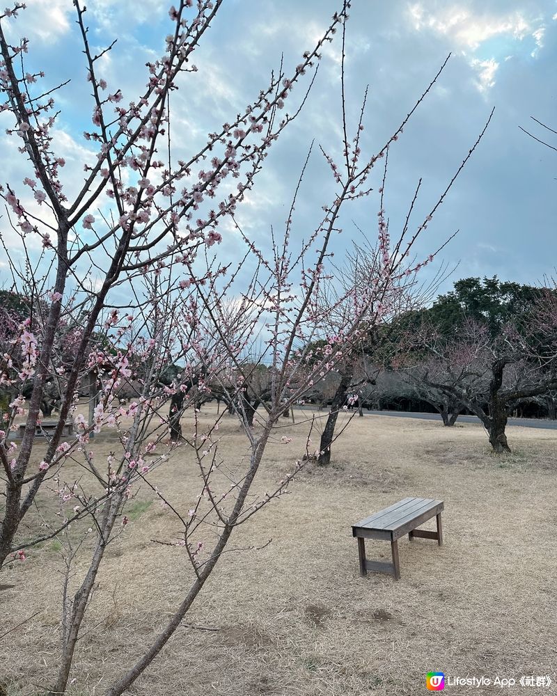 很特別的梅花林