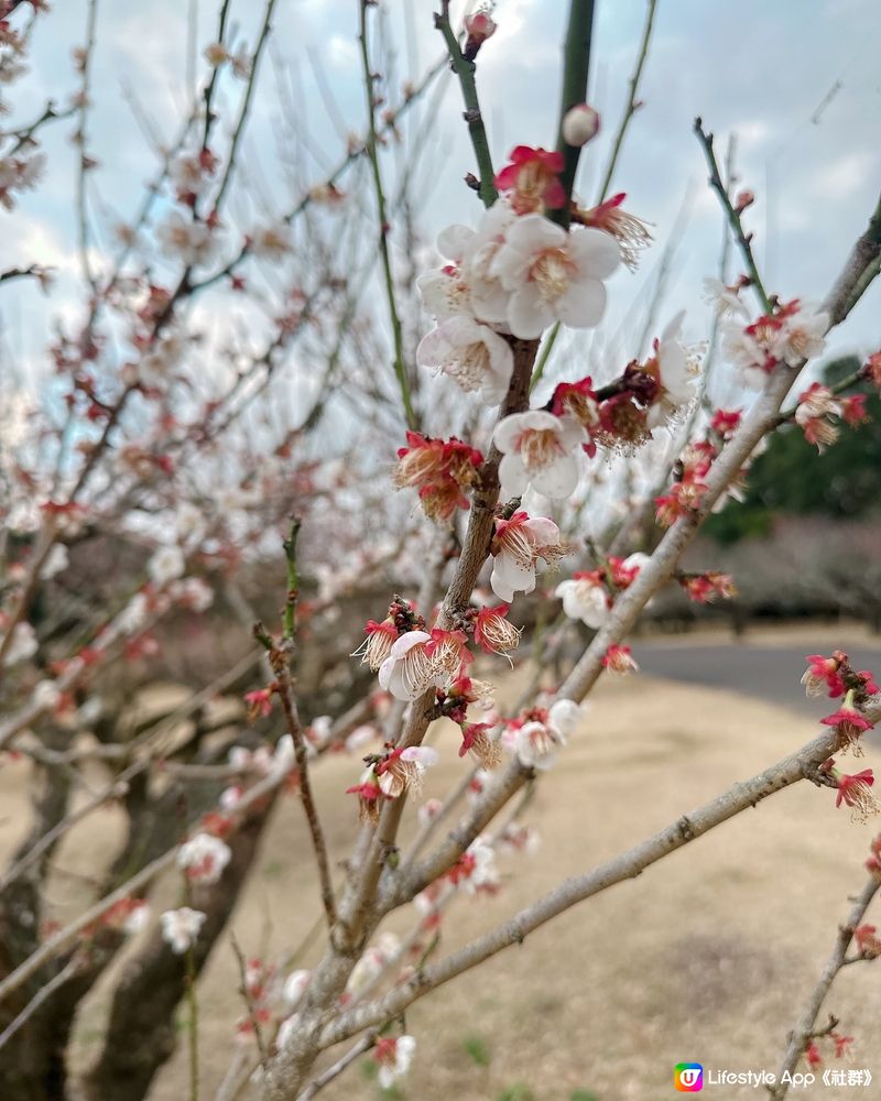 很特別的梅花林