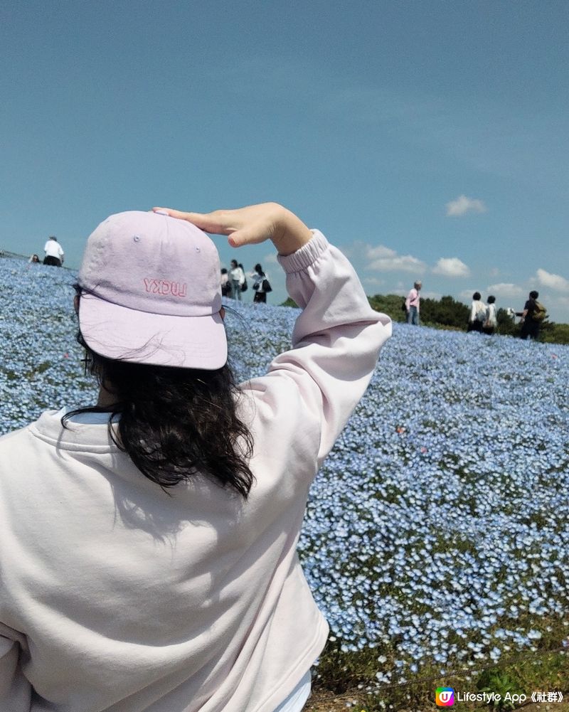 ✅⭐粉蝶花好靚呀⭐✅