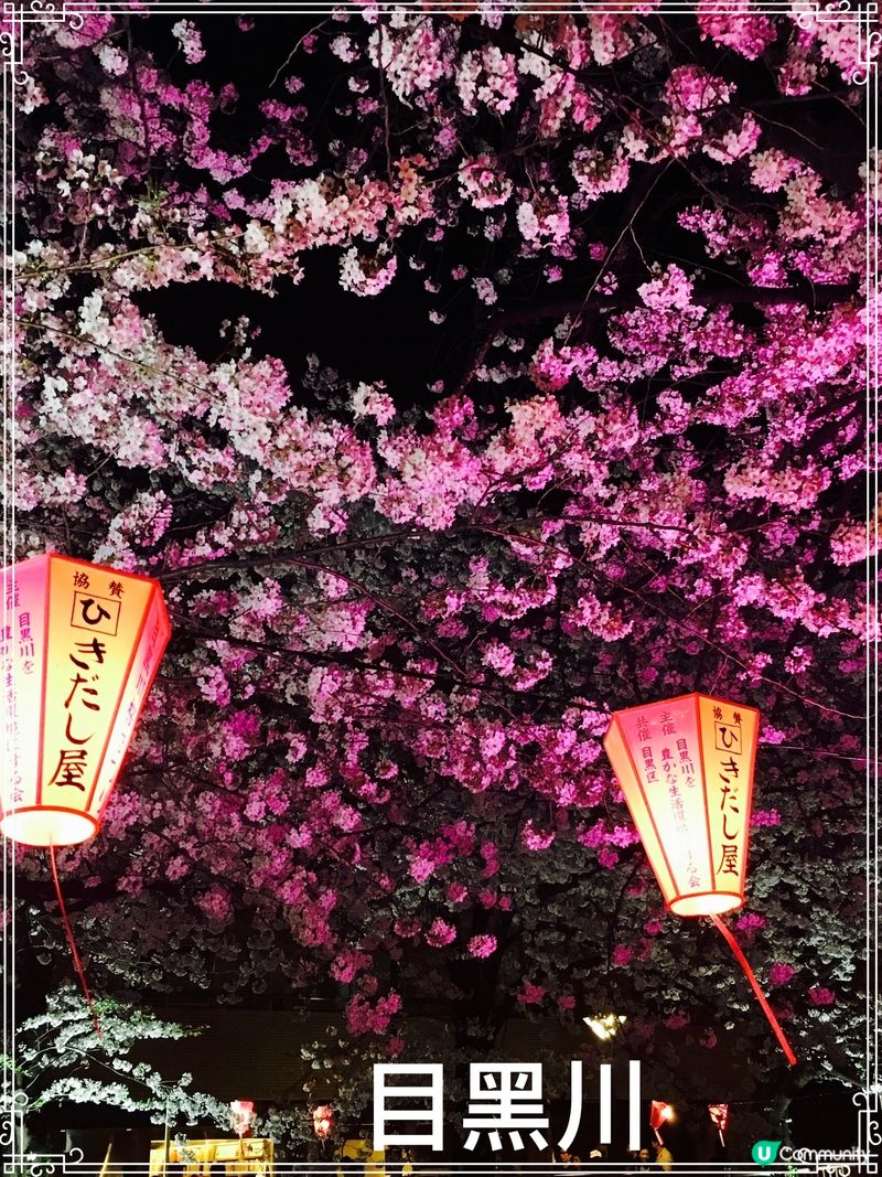 東京目黑川夜櫻🌸✨