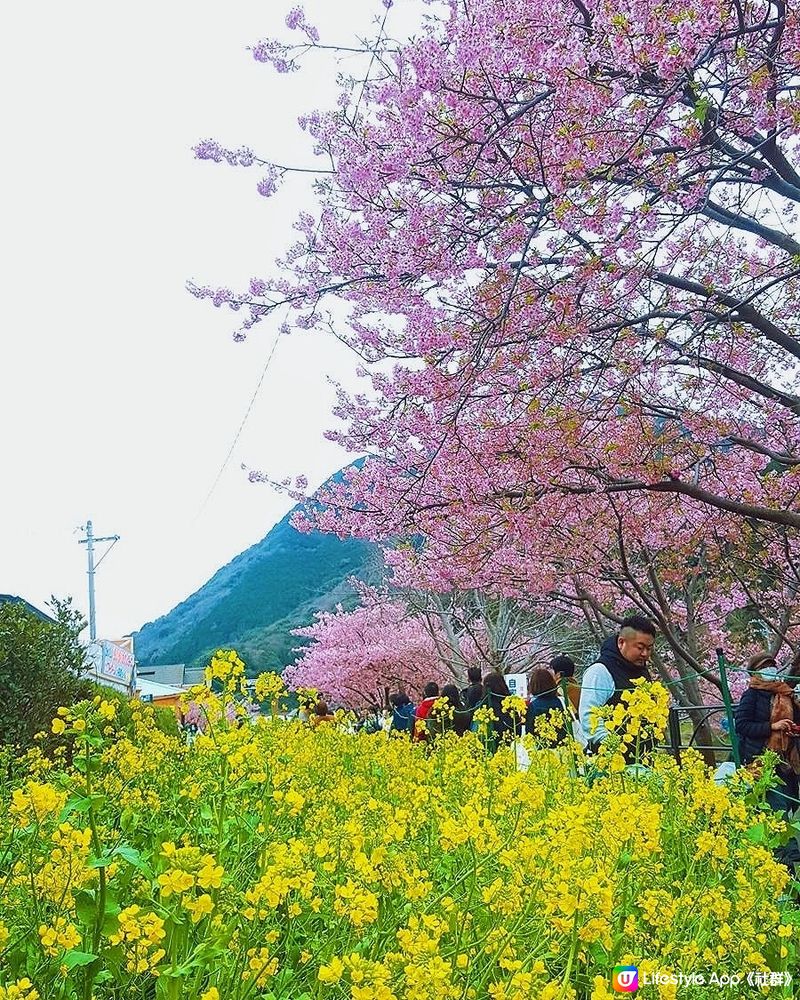 靜岡伊豆的🌸「河津町」🌸