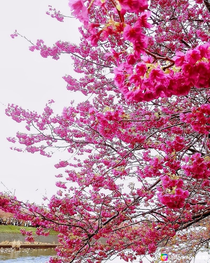 靜岡伊豆的🌸「河津町」🌸